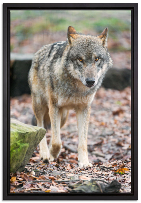 Wolf im Laubwald auf Leinwandbild gerahmt Größe 60x40