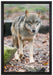 Wolf im Laubwald auf Leinwandbild gerahmt Größe 60x40