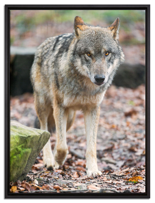 Wolf im Laubwald auf Leinwandbild gerahmt Größe 80x60