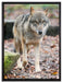 Wolf im Laubwald auf Leinwandbild gerahmt Größe 80x60