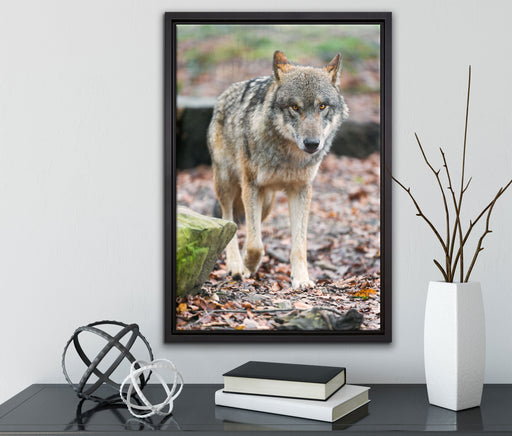 Wolf im Laubwald auf Leinwandbild gerahmt mit Kirschblüten