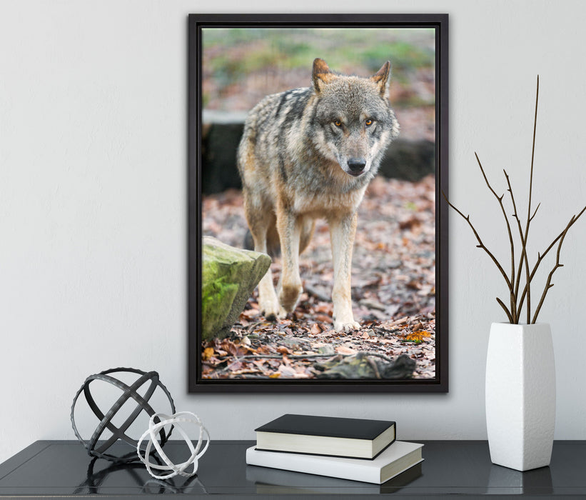 Wolf im Laubwald auf Leinwandbild gerahmt mit Kirschblüten