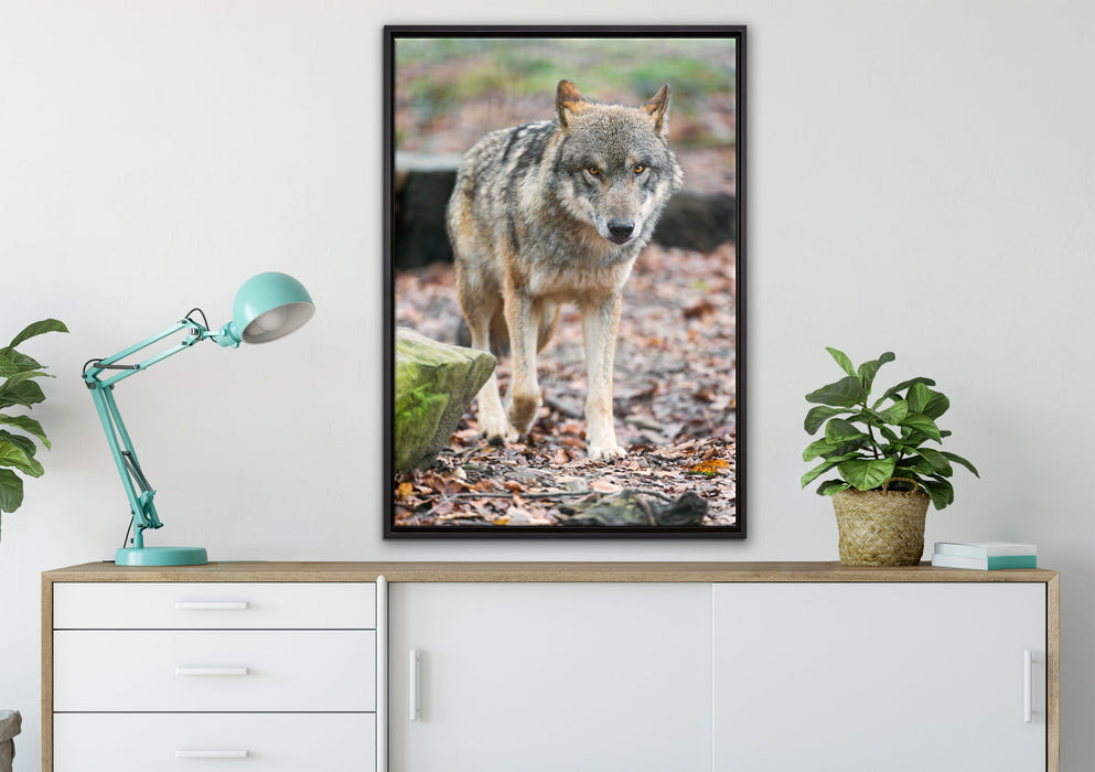 Wolf im Laubwald auf Leinwandbild gerahmt verschiedene Größen im Wohnzimmer
