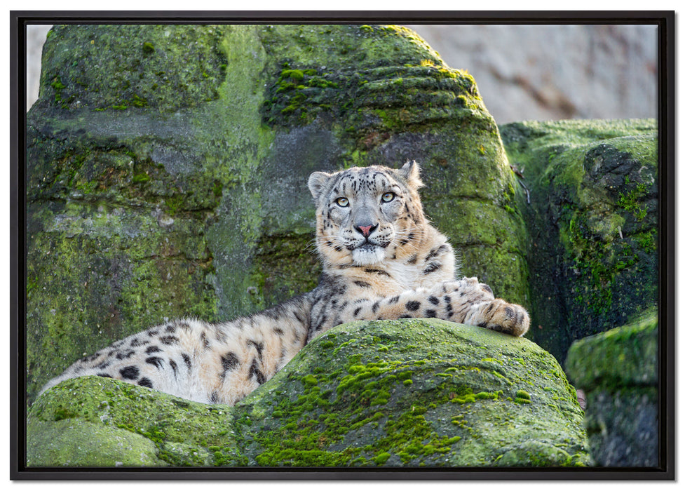 Schneeleopard auf Stein auf Leinwandbild gerahmt Größe 100x70