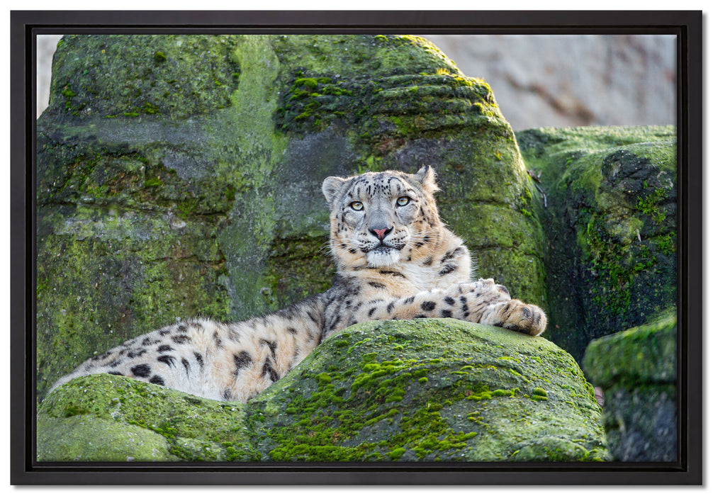 Schneeleopard auf Stein auf Leinwandbild gerahmt Größe 60x40