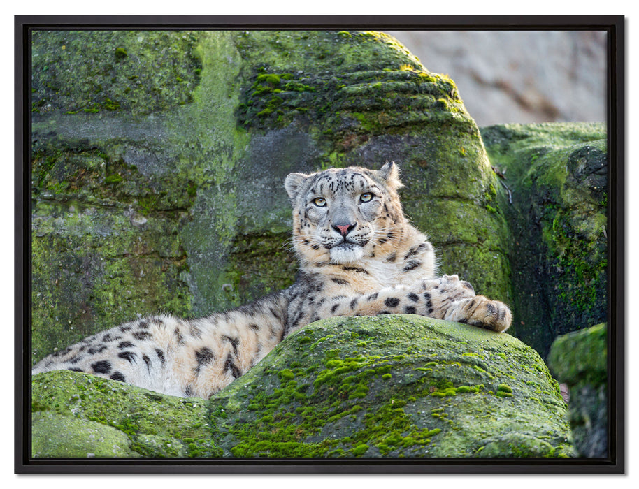 Schneeleopard auf Stein auf Leinwandbild gerahmt Größe 80x60