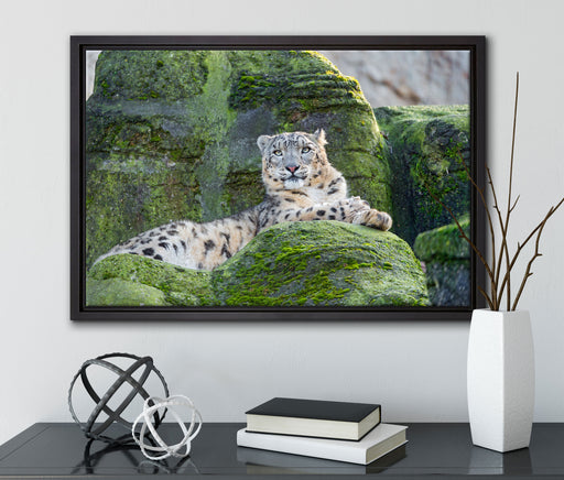 Schneeleopard auf Stein auf Leinwandbild gerahmt mit Kirschblüten