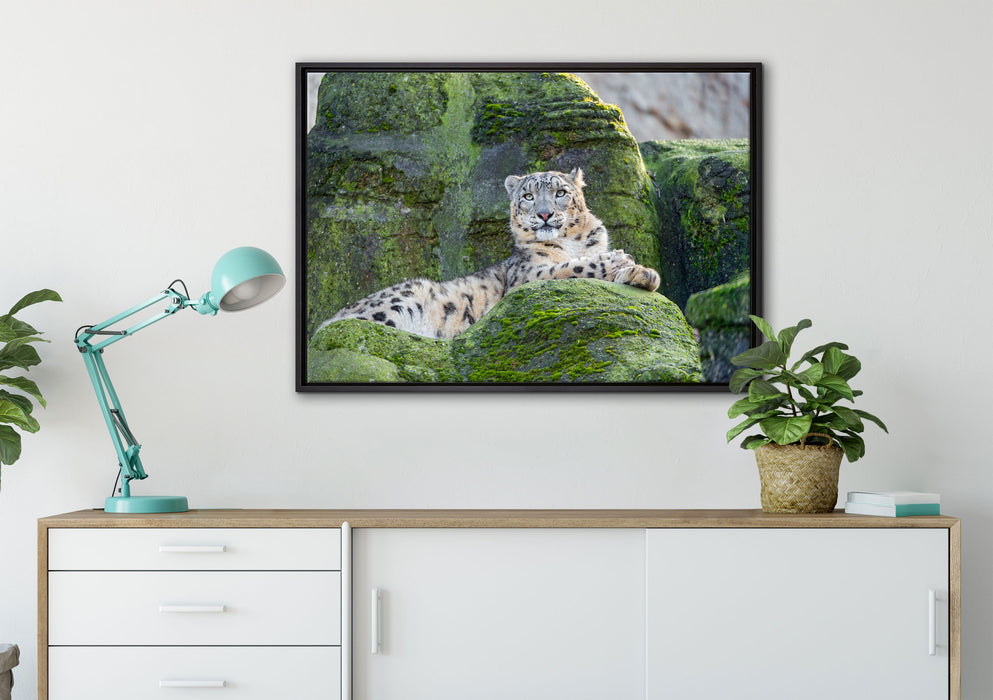 Schneeleopard auf Stein auf Leinwandbild gerahmt verschiedene Größen im Wohnzimmer