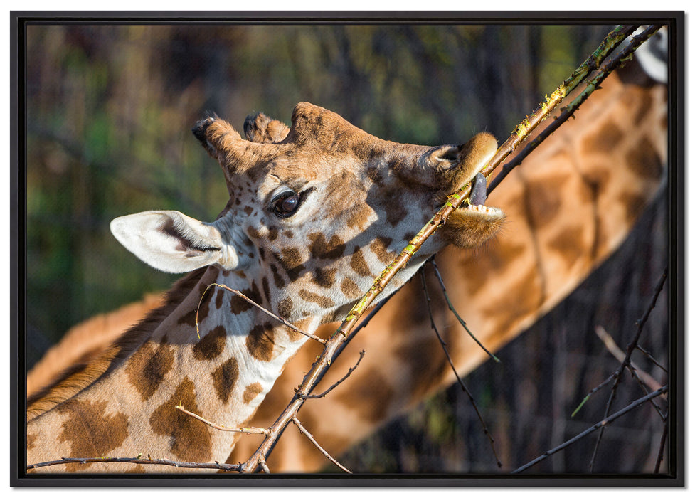 fressende Giraffe auf Leinwandbild gerahmt Größe 100x70