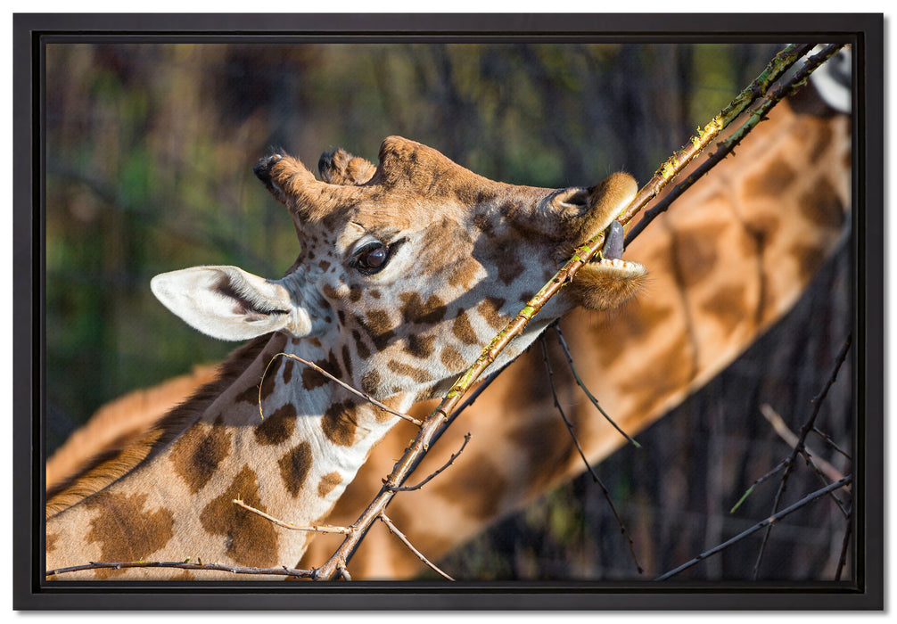 fressende Giraffe auf Leinwandbild gerahmt Größe 60x40