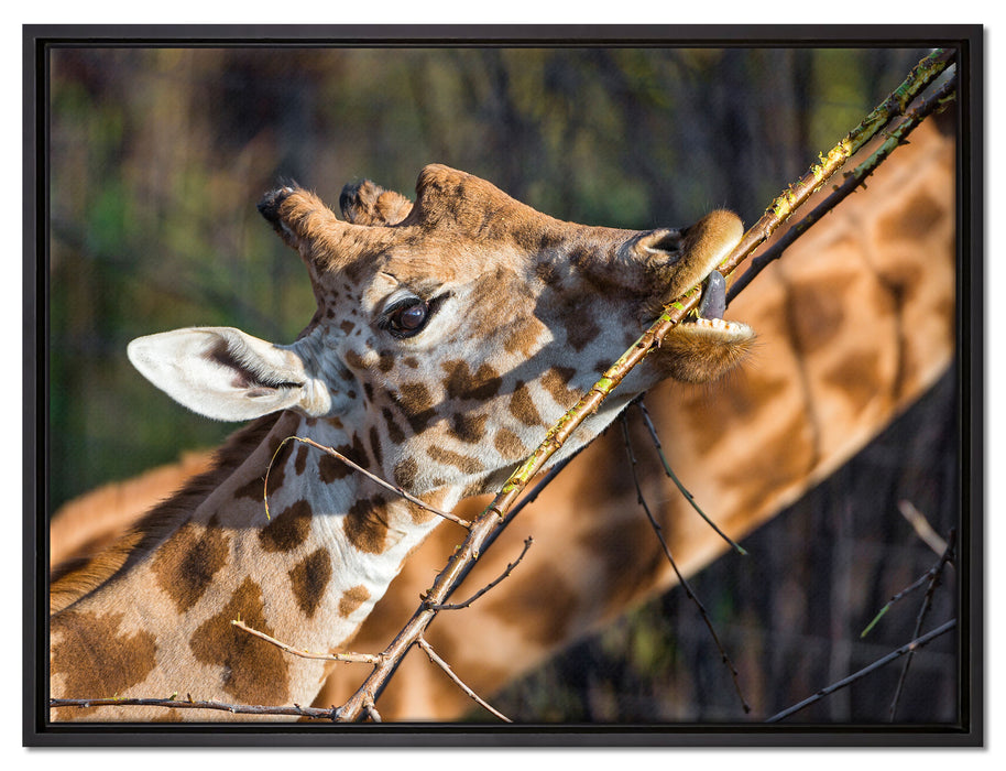 fressende Giraffe auf Leinwandbild gerahmt Größe 80x60
