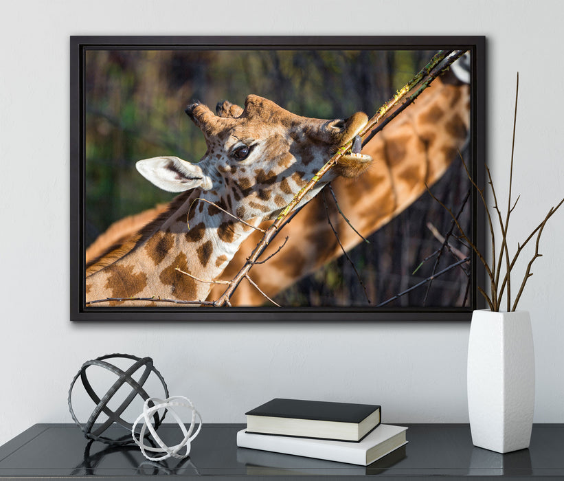 fressende Giraffe auf Leinwandbild gerahmt mit Kirschblüten