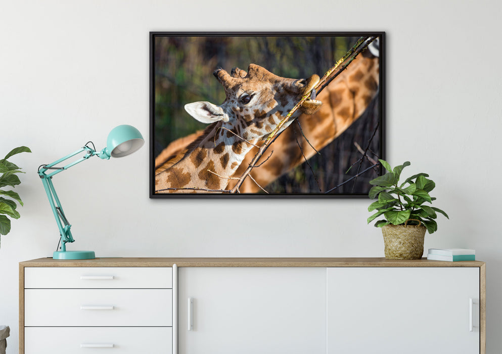 fressende Giraffe auf Leinwandbild gerahmt verschiedene Größen im Wohnzimmer