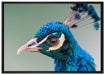 schöner farbenfroher Pfau auf Leinwandbild gerahmt Größe 100x70