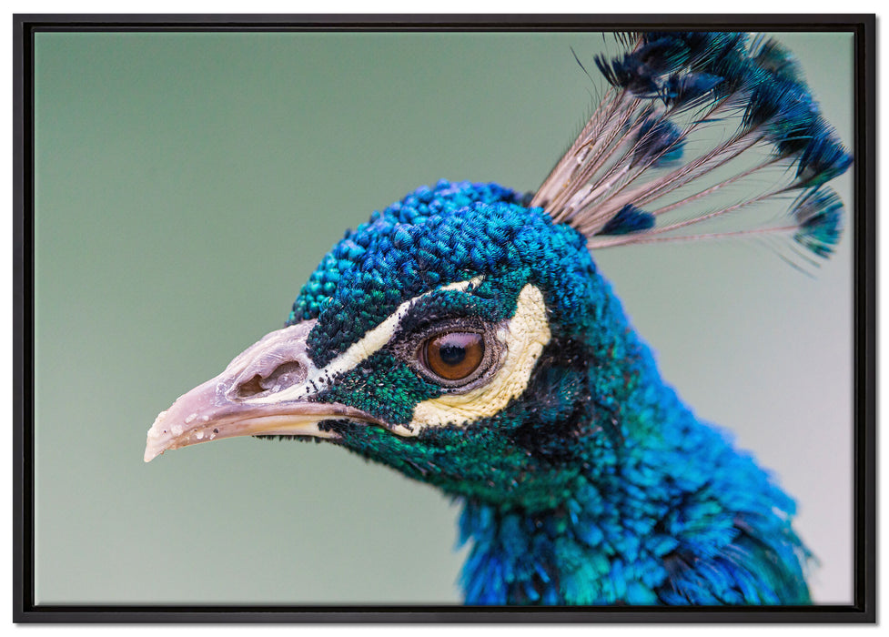 schöner farbenfroher Pfau auf Leinwandbild gerahmt Größe 100x70