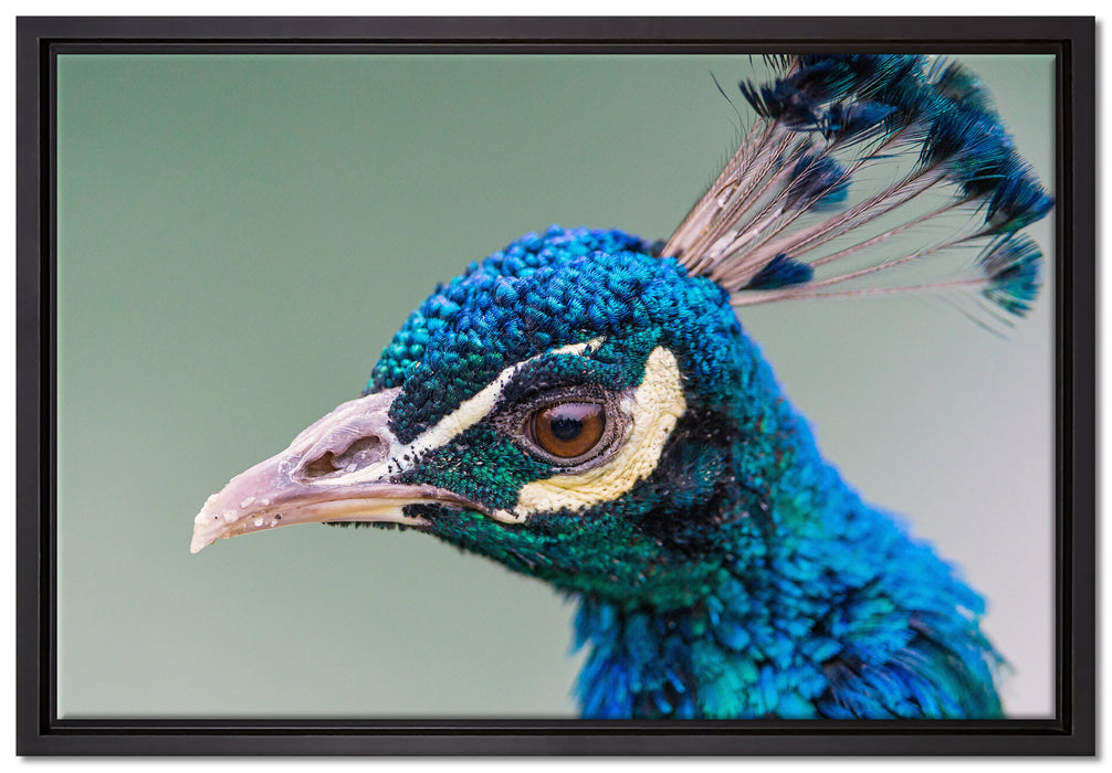 schöner farbenfroher Pfau auf Leinwandbild gerahmt Größe 60x40
