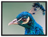 schöner farbenfroher Pfau auf Leinwandbild gerahmt Größe 80x60
