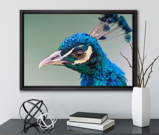 schöner farbenfroher Pfau auf Leinwandbild gerahmt mit Kirschblüten