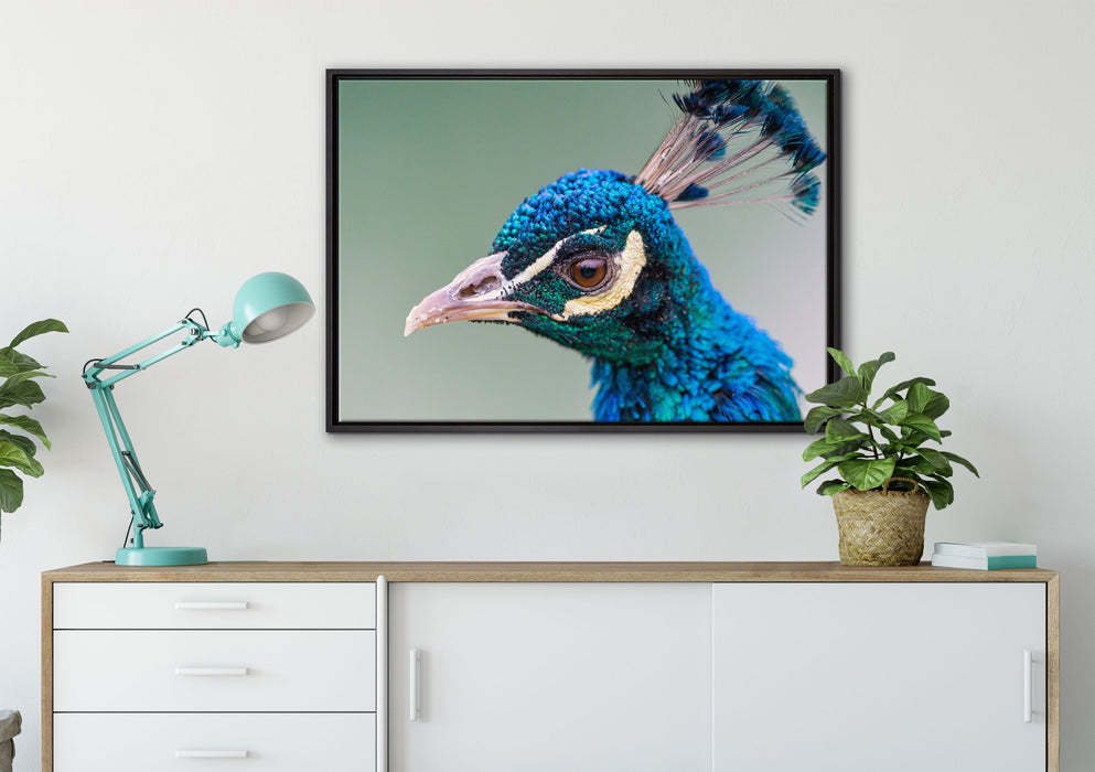 schöner farbenfroher Pfau auf Leinwandbild gerahmt verschiedene Größen im Wohnzimmer