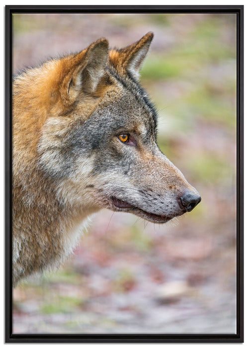 anmutiger Wolf auf Leinwandbild gerahmt Größe 100x70