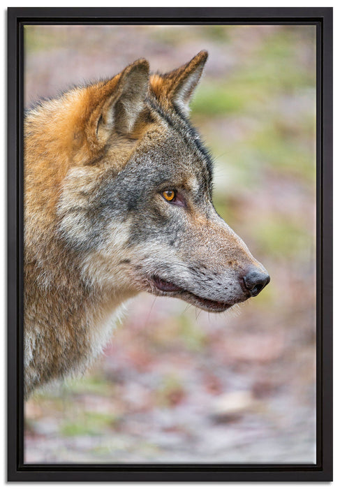 anmutiger Wolf auf Leinwandbild gerahmt Größe 60x40