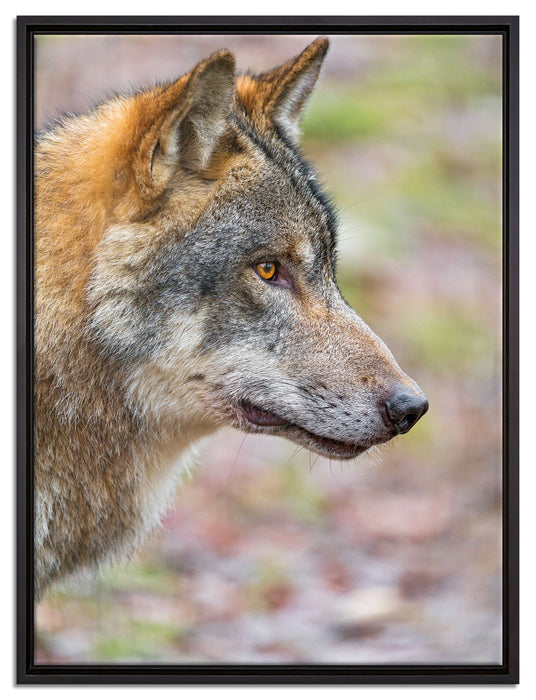 anmutiger Wolf auf Leinwandbild gerahmt Größe 80x60
