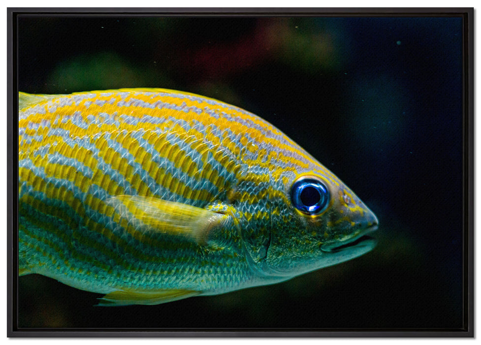 blaue Streifengunze auf Leinwandbild gerahmt Größe 100x70