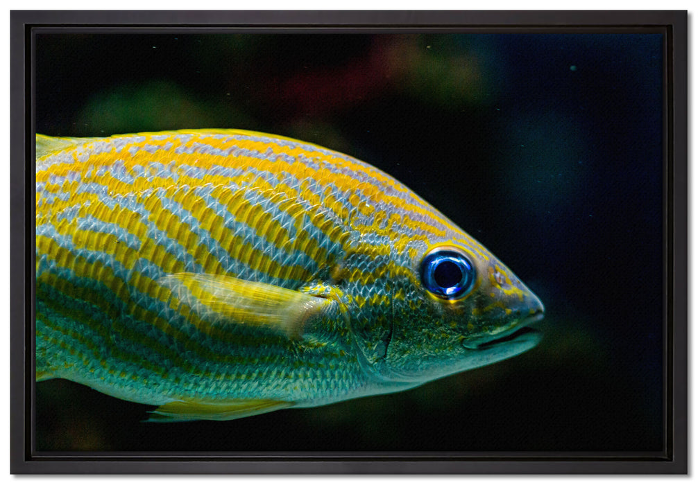 blaue Streifengunze auf Leinwandbild gerahmt Größe 60x40