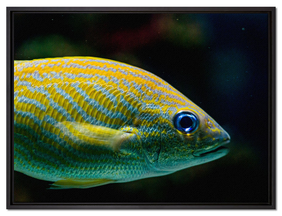 blaue Streifengunze auf Leinwandbild gerahmt Größe 80x60