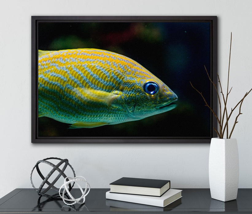 blaue Streifengunze auf Leinwandbild gerahmt mit Kirschblüten