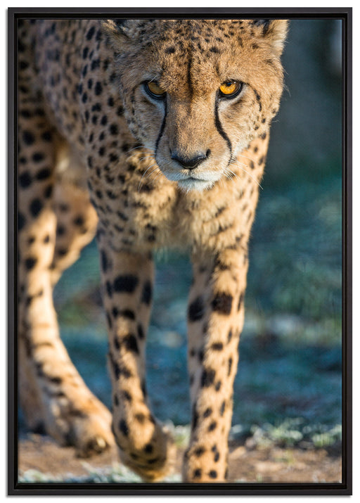 anpirschender Gepard auf Leinwandbild gerahmt Größe 100x70