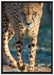 anpirschender Gepard auf Leinwandbild gerahmt Größe 100x70