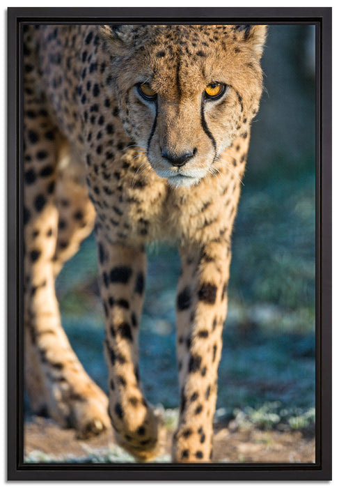 anpirschender Gepard auf Leinwandbild gerahmt Größe 60x40