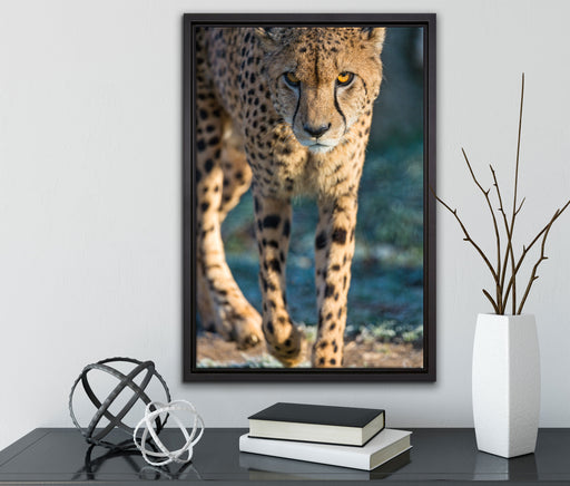 anpirschender Gepard auf Leinwandbild gerahmt mit Kirschblüten