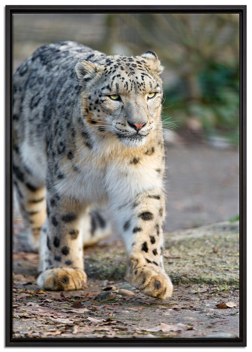 anpirschender Schneeleopard auf Leinwandbild gerahmt Größe 100x70