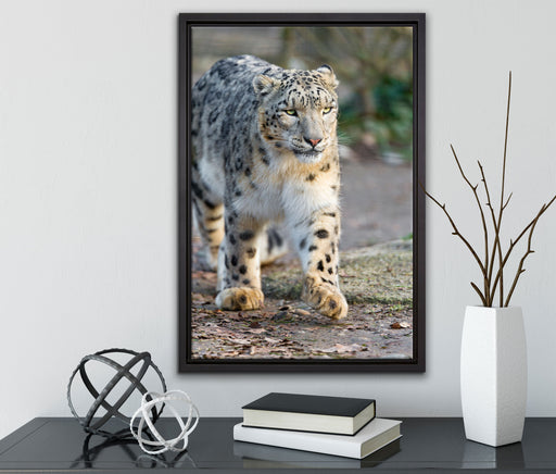 anpirschender Schneeleopard auf Leinwandbild gerahmt mit Kirschblüten