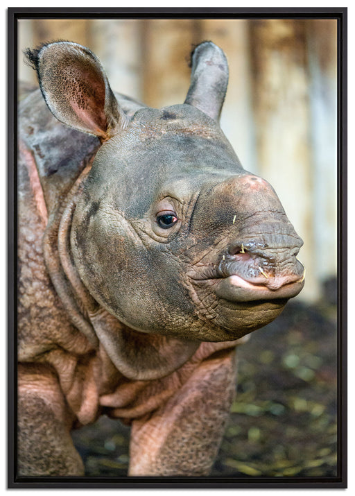 schönes Nashornjunges auf Leinwandbild gerahmt Größe 100x70