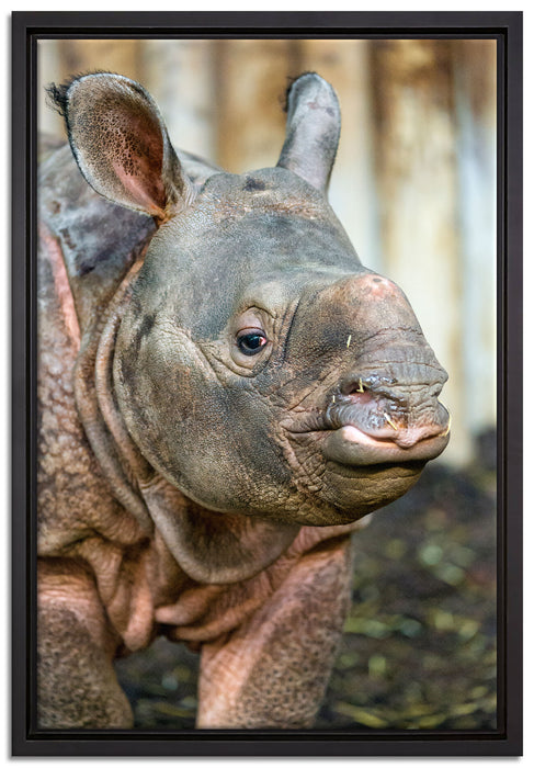 schönes Nashornjunges auf Leinwandbild gerahmt Größe 60x40