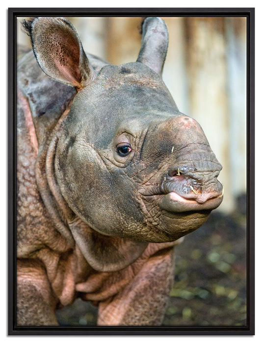 schönes Nashornjunges auf Leinwandbild gerahmt Größe 80x60