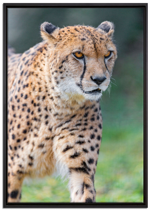 lauernder Gepard auf Wiese auf Leinwandbild gerahmt Größe 100x70
