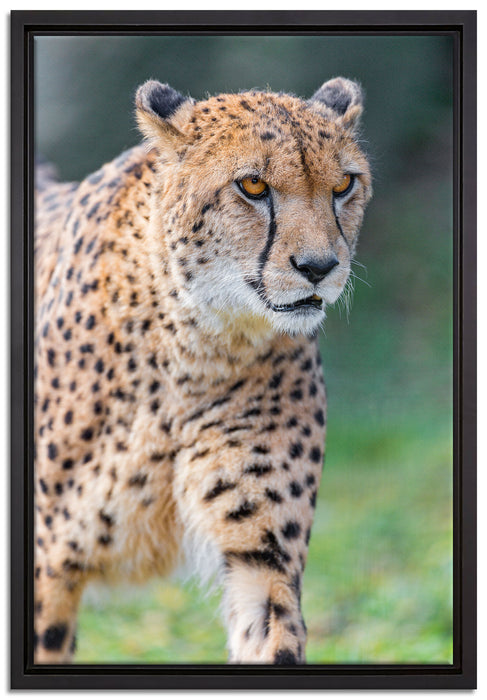 lauernder Gepard auf Wiese auf Leinwandbild gerahmt Größe 60x40
