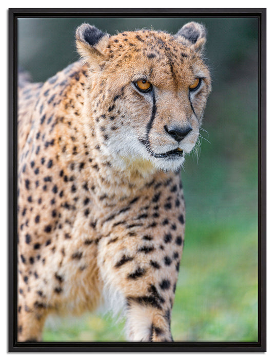 lauernder Gepard auf Wiese auf Leinwandbild gerahmt Größe 80x60