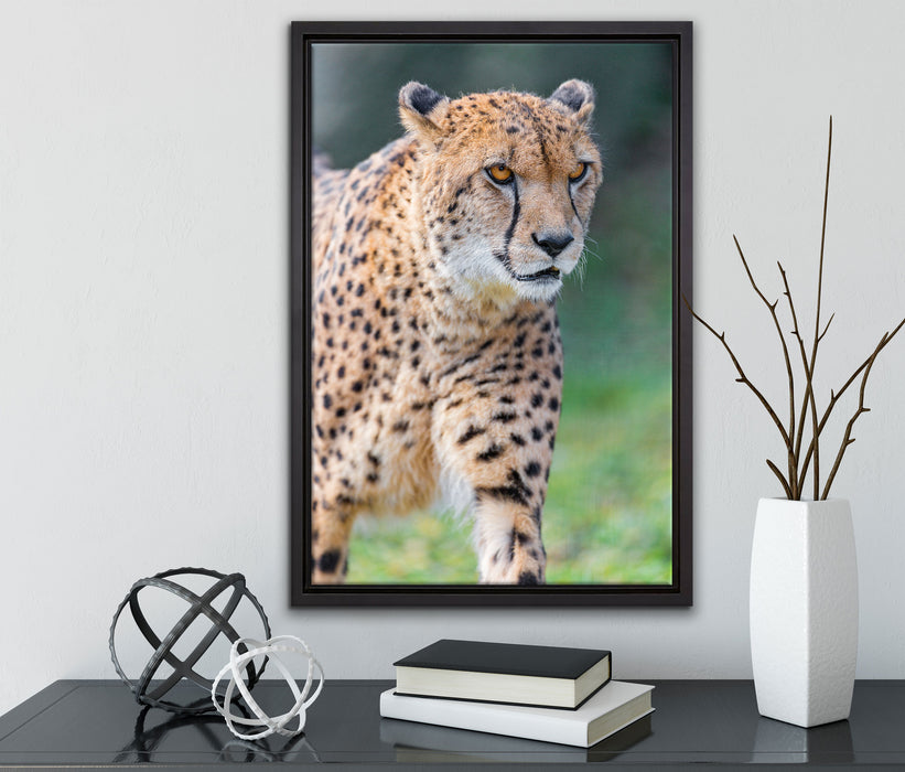 lauernder Gepard auf Wiese auf Leinwandbild gerahmt mit Kirschblüten