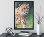 lauernder Gepard auf Wiese auf Leinwandbild gerahmt mit Kirschblüten