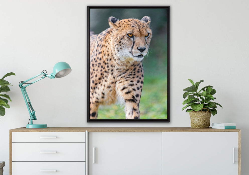 lauernder Gepard auf Wiese auf Leinwandbild gerahmt verschiedene Größen im Wohnzimmer