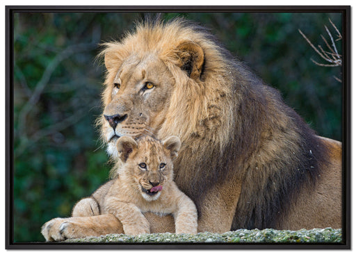 lieber Löwe mit Jungtier auf Leinwandbild gerahmt Größe 100x70