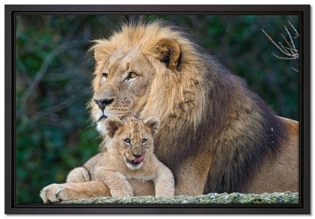 lieber Löwe mit Jungtier auf Leinwandbild gerahmt Größe 60x40