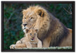lieber Löwe mit Jungtier auf Leinwandbild gerahmt Größe 60x40