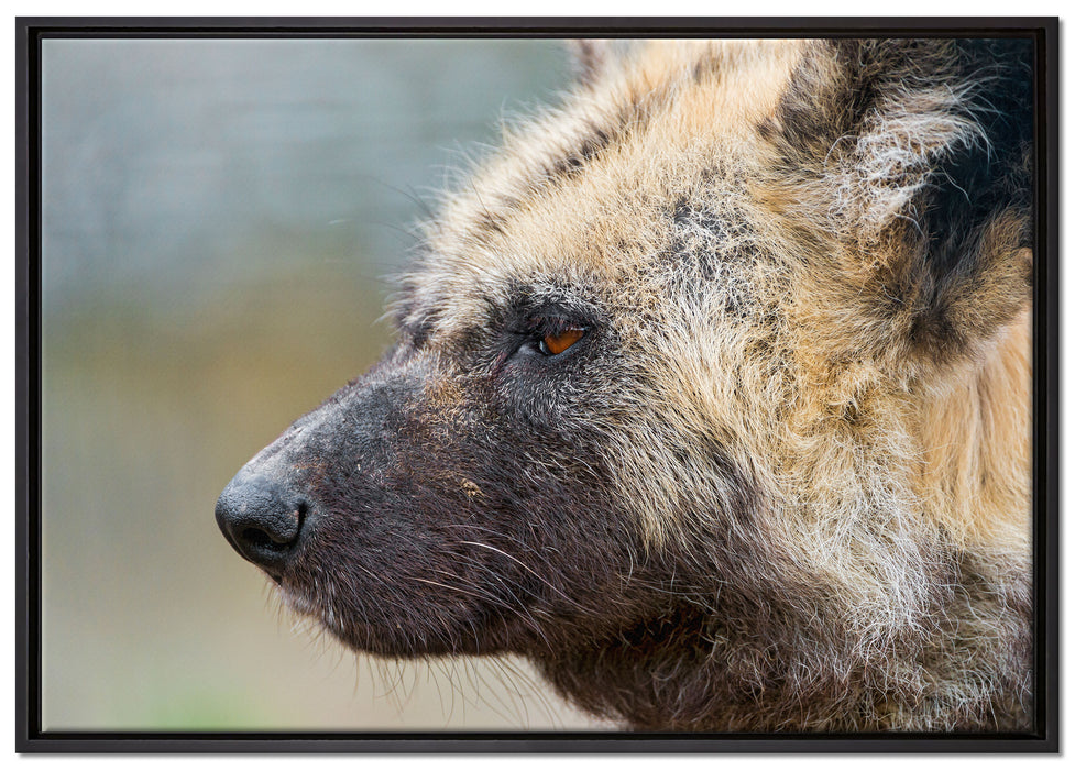 Hyäne im Seitenprofil auf Leinwandbild gerahmt Größe 100x70