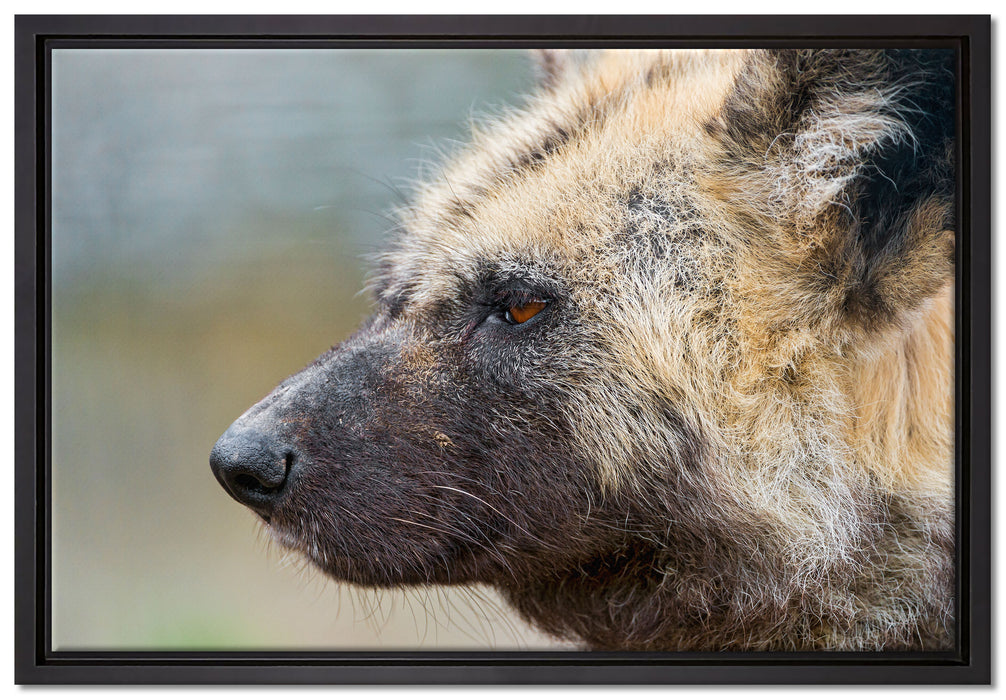 Hyäne im Seitenprofil auf Leinwandbild gerahmt Größe 60x40